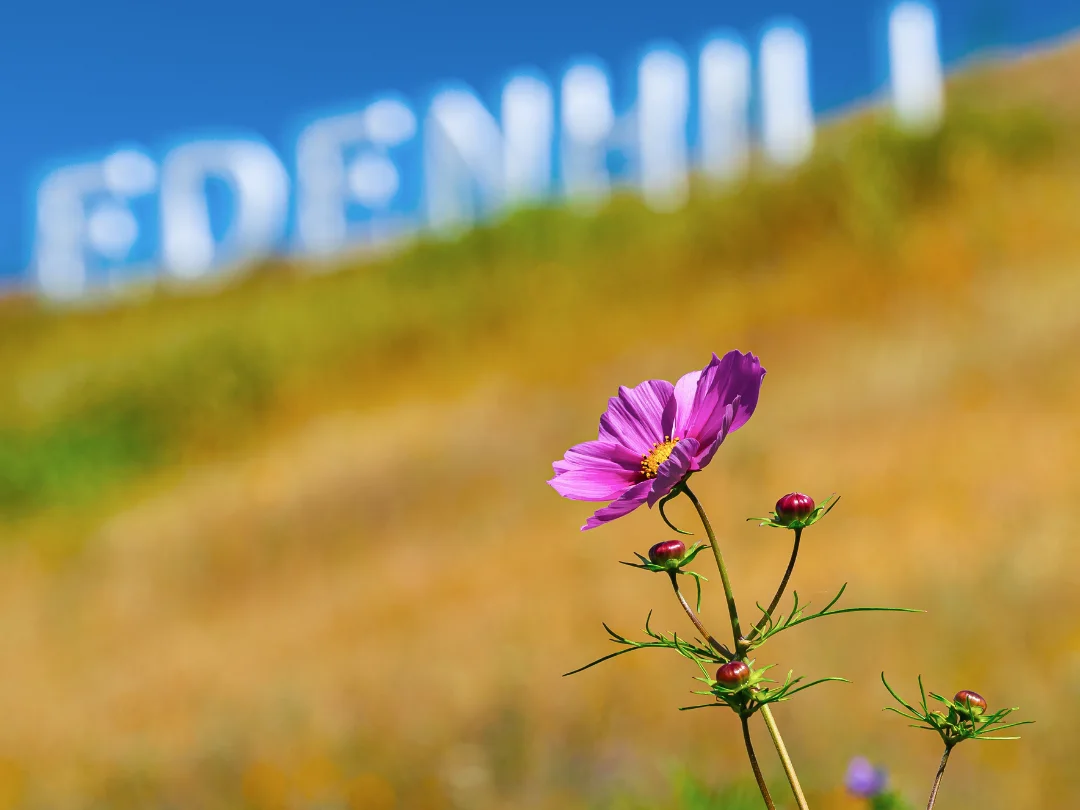 Floare roz în prim-plan și literele Eden Hill pe versantul înierbat, estompate în fundal.