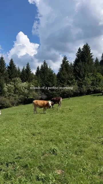 The sounds of a mountain morning